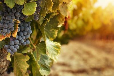 Tour del vino Korcula