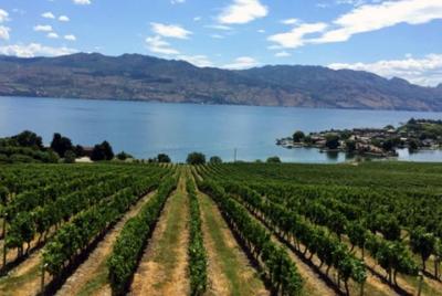 Experiencia de cata de vinos Kelowna con almuerzo campestre