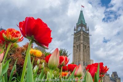 Recorrido en bicicleta por el Festival de los Tulipanes de Ottawa Recorrido en bicicleta por el Festival de los Tulipanes de Ottawa