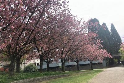  Recorrido por la ciudad de Vancouver con festival privado de los