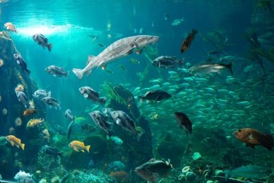 Tour privado al acuario de Vancouver y al conservatorio Bloedel