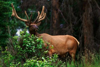 Rockies Western Canada Tour