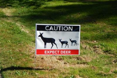 Jardines Butchart de 3 horas y recorrido por la ciudad