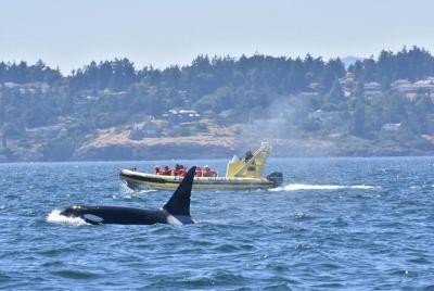 Zodiac Whale Watching Adventure de Victoria