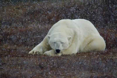 Aventura clásica del oso polar de Churchill de 5 noches