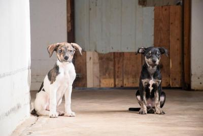 Voluntarios con animales en Sao Vicente! Voluntarios con animales en Sao Vicente!