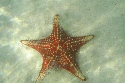Stingray City, Snorkeling en Barrier Reef, Starfish Beach Stingray City, Snorkeling en Barrier Reef, Starfish Beach