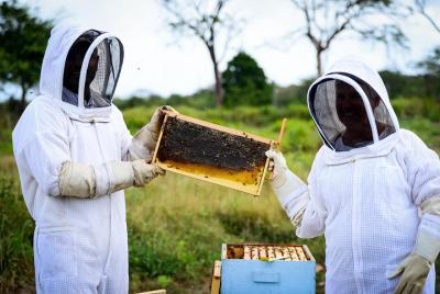 Aventuras de apicultura de Cayman Honey Aventuras de apicultura de Cayman Honey