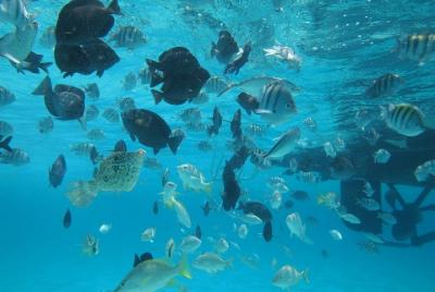 Experiencia en Stingray City más una parada de esnórquel Experiencia en Stingray City más una parada de esnórquel
