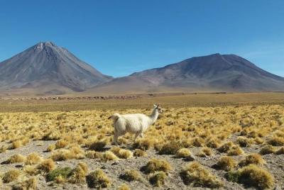Ruta de los Salares y Monje de la Pacana - Full Day - Gastronomía