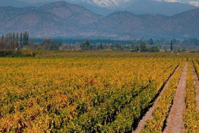 Excursión de medio día a la viña Cousiño Macul desde Santiago - C Excursión de medio día a la viña Cousiño Macul desde Santiago - C