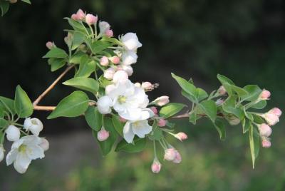 Viaje de medio día a la temporada de las flores en el Parque Fore