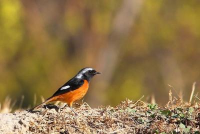 Observación de aves en Beijing todos los sábados