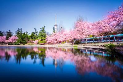 Tour privado a la flor de cerezo de Beijing y experiencia en la t