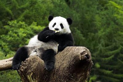 Visita privada de Beijing Panda House y Summer Palace en metro