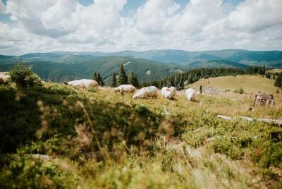 Las ovejas suceden - Chozas, pliegues y burduf * Las ovejas suceden - Chozas, pliegues y burduf *