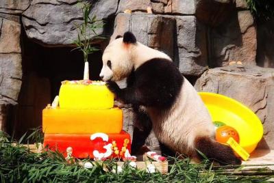 Base de investigación de reproducción de pandas gigantes de Cheng