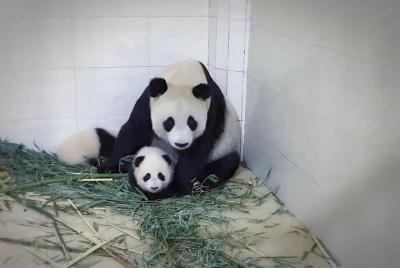 Chengdu Giant Panda Base y el Centro Global Shopping Private Day  Chengdu Giant Panda Base y el Centro Global Shopping Private Day