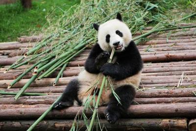 Excursión de medio día a Chengdu Panda Breeding Research Base Excursión de medio día a Chengdu Panda Breeding Research Base