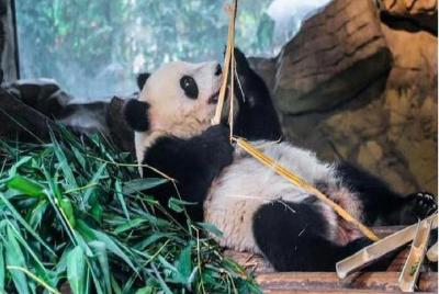 Excursión de 2 días a Chengdu con Panda y paquete turístico priva