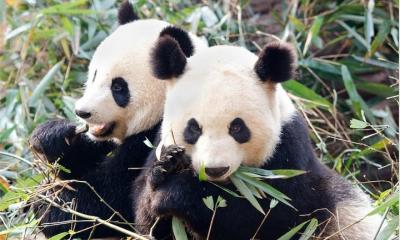 3 días destacan Chengdu y Xian Tour en tren bala 3 días destacan Chengdu y Xian Tour en tren bala