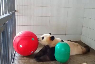 Chengdu Panda Base y el parque del pueblo Chengdu Panda Base y el parque del pueblo