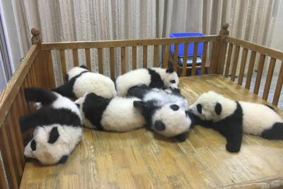 Excursión de medio día para grupos pequeños de cría de pandas de 
