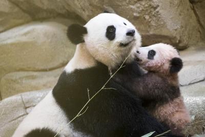 Diversión Panda, Diversión Chengdu! Diversión Panda, Diversión Chengdu!