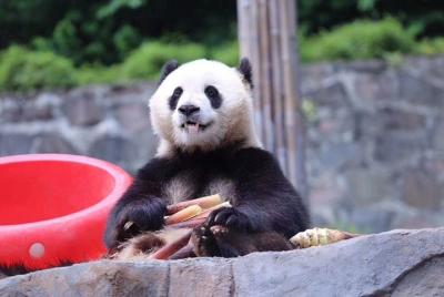 Base de Panda de Chengdu y Wenshufang Day Tour Base de Panda de Chengdu y Wenshufang Day Tour