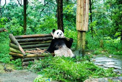 Excursión de 1 día a Panda gigante y Leshan Buddha desde Chengdu Excursión de 1 día a Panda gigante y Leshan Buddha desde Chengdu