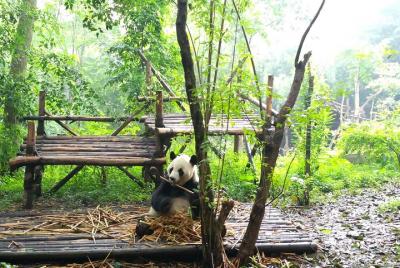 Chengdu Impressions Tour de Museo de cocina de Sichuan y pandas g