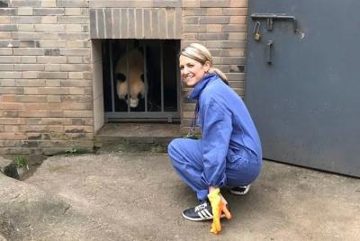 Excursión privada de un día para voluntarios de Panda desde Chong Excursión privada de un día para voluntarios de Panda desde Chong