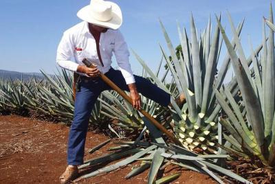 Escapada de un día de tequila y destilería desde Guadalajara Escapada de un día de tequila y destilería desde Guadalajara
