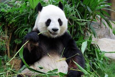 Excursión privada de un día a Chongqing: Panda, Parque E Excursión privada de un día a Chongqing: Panda, Parque E'ling, Mu