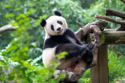 Traslado privado entre Guangzhou Chimelong Safari Park y Centro d