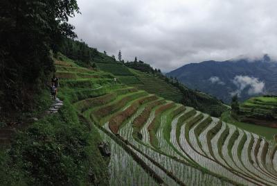 Excursión de 1 día a Longji Terrace Fields-Pingan village con el 
