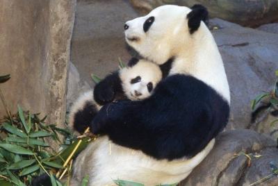 Excursión de un día a lo más destacado de Chengdu: Base Panda y c
