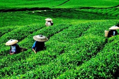 Recorrido autoguiado de Hangzhou con servicio de automóvil privad