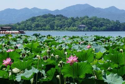 Excursión clásica de un día a Hangzhou (West Lake, Templo Lingyin