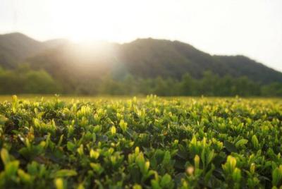 Tour cultural privado de medio día al té de Hangzhou desde Shanga