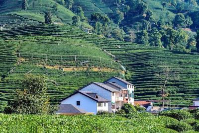 Tour privado de Hangzhou flexible desde Shanghai en tren bala