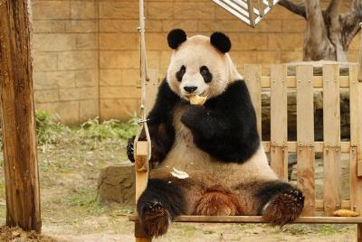 Traslado privado entre Hangzhou Safari Park y City Hotels