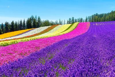 ¡Lo más destacado de Hokkaido de Flower Blossom, el zoológico de 