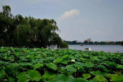 Excursión de un día a Jinan City Highlights flexible con almuerzo
