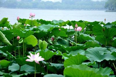 Tour privado de la ciudad de Jinan, que incluye el parque Baotu S