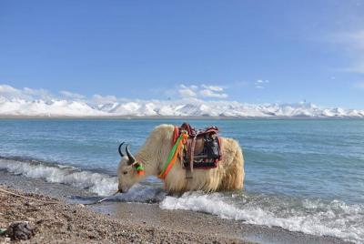 Excursión de 2 días al lago Namtso para grupos pequeños desde Lhasa Excursión de 2 días al lago Namtso para grupos pequeños desde Lhasa