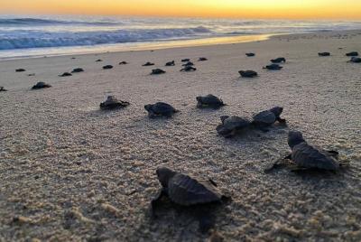 Liberación de tortugas bebés en la playa de Coyote Escobilla