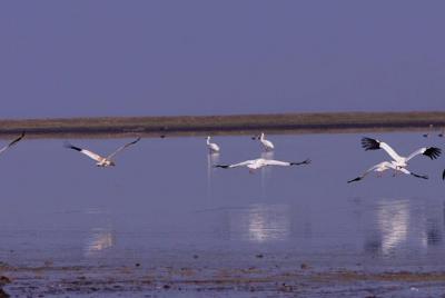 Tour de observación de aves en la reserva natural del lago Wuchen