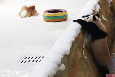 Excursión al parque Panda (lago Zi Qin) / Nanjing