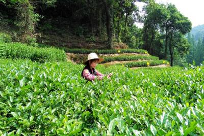 Viaje privado a Hangzhou desde Shanghái en el tren bala